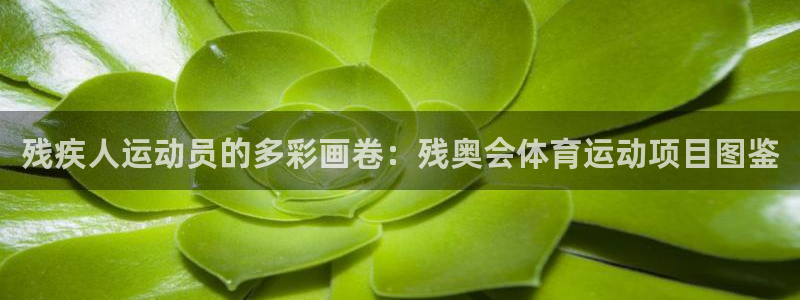 杏悦代理：残疾人运动员的多彩画卷：残奥会体育运动项目图鉴
